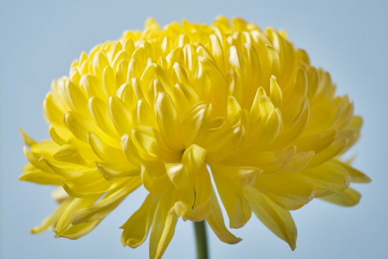 02 - Yellow_Chrysanthemum